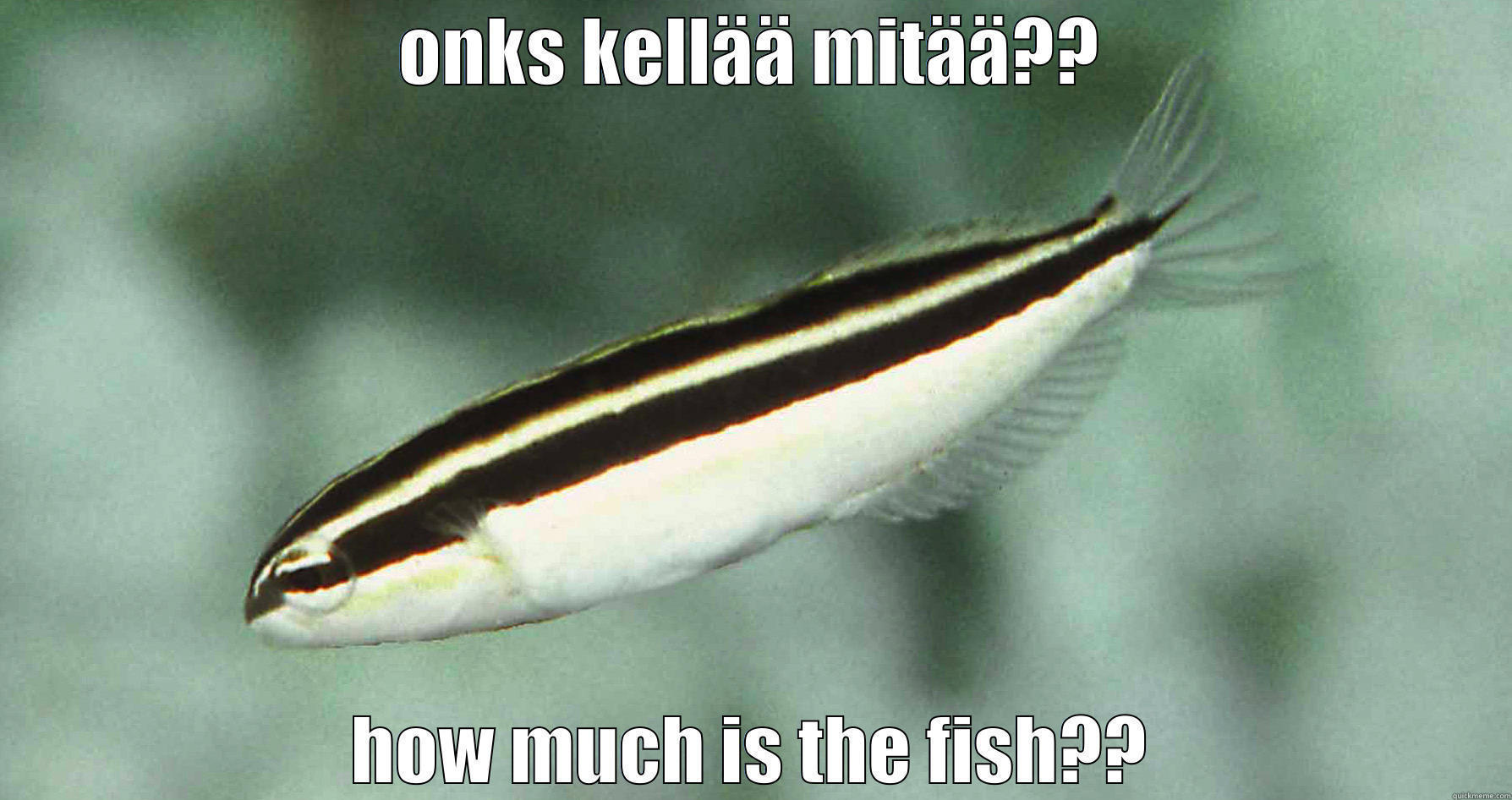 Kaikun diskomyrkkyluikero - ONKS KELLÄÄ MITÄÄ?? HOW MUCH IS THE FISH?? Misc