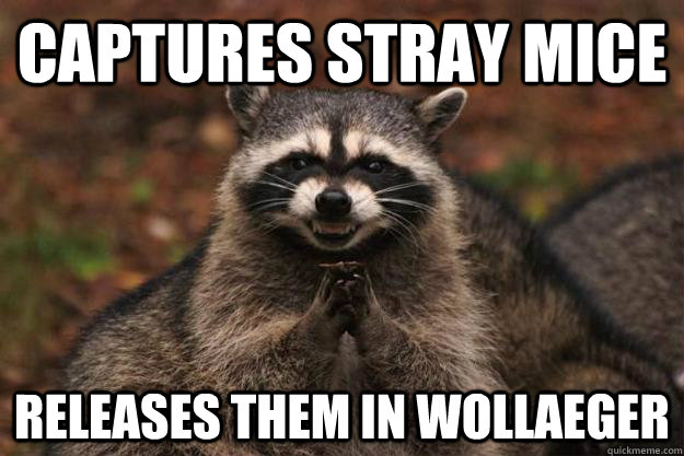 captures stray mice Releases them in Wollaeger - captures stray mice Releases them in Wollaeger  Evil Plotting Raccoon