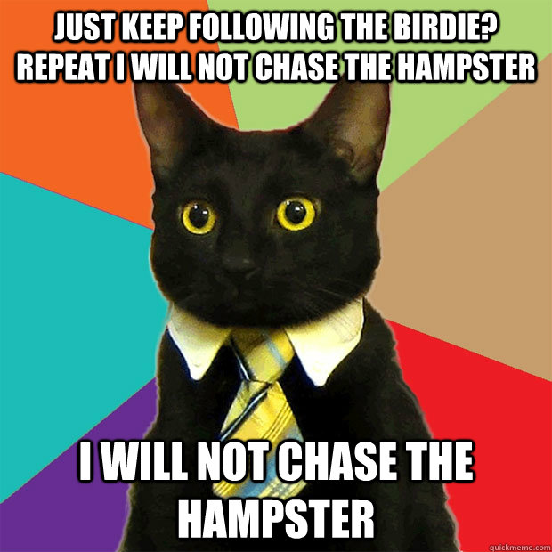 Just keep following the birdie? repeat I will not chase the hampster I will not chase the hampster  Business Cat