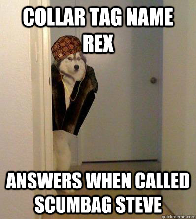 COLLAR TAG NAME REX ANSWERS WHEN CALLED SCUMBAG STEVE  Scumbag dog