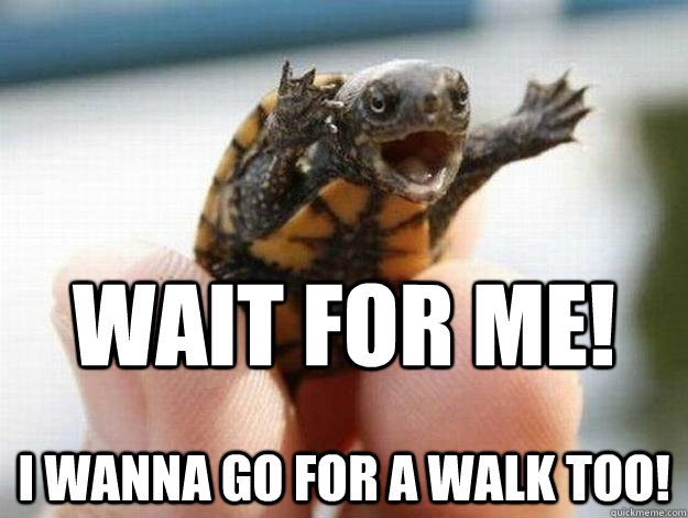 wait for me! i wanna go for a walk too! - wait for me! i wanna go for a walk too!  Larson turtle