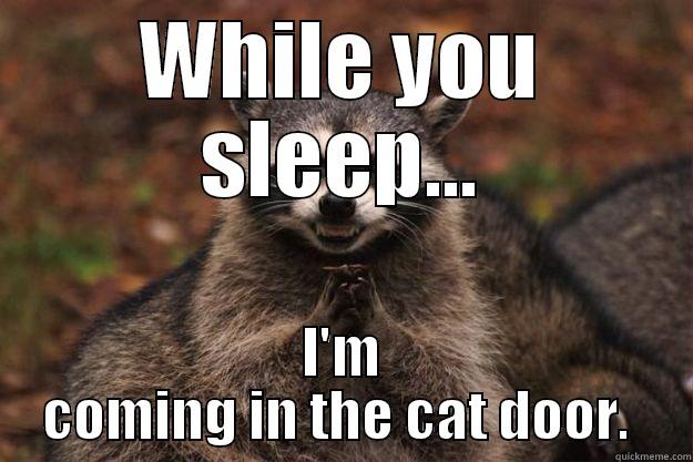 evil raccoon - WHILE YOU SLEEP... I'M COMING IN THE CAT DOOR.  Evil Plotting Raccoon