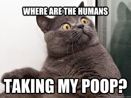 where are the humans taking my poop?  conspiracy cat