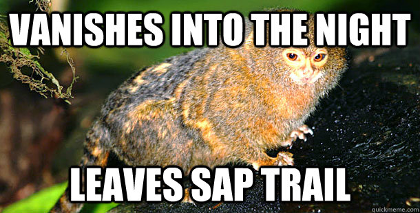 vanishes into the night leaves sap trail  mysterious marmoset