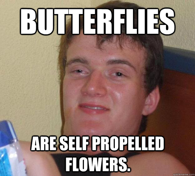 Butterflies are self propelled flowers.  10 Guy