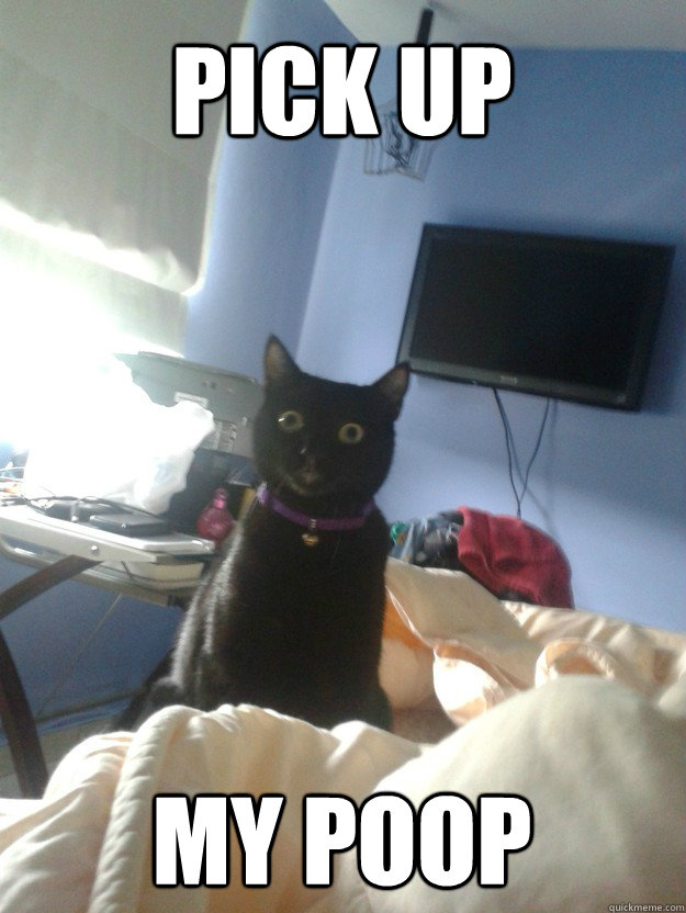 Pick up my poop  overly attached cat