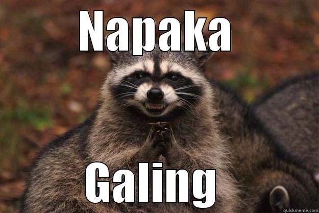 Napaka Galing - NAPAKA GALING  Evil Plotting Raccoon