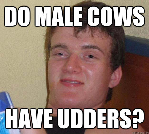 Do male cows have udders?  10 Guy