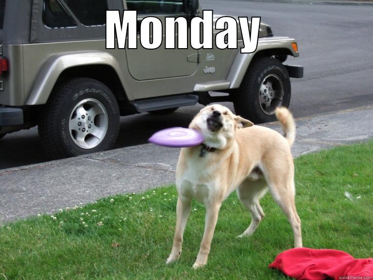 frisbee hitting dog - MONDAY  Misc