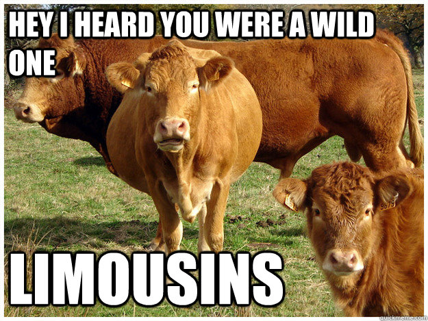 hey i heard you were a wild one limousins - hey i heard you were a wild one limousins  Misc