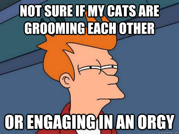 Not sure if my cats are grooming each other or engaging in an orgy  Futurama Fry