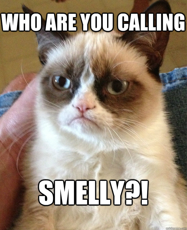 Who are you calling smelly?! - Who are you calling smelly?!  Grumpy Cat