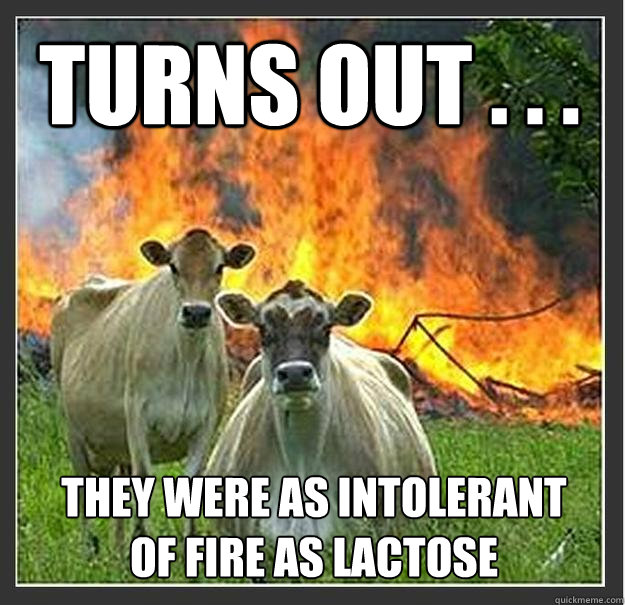 turns out . . .  they were as intolerant of fire as lactose  Evil cows