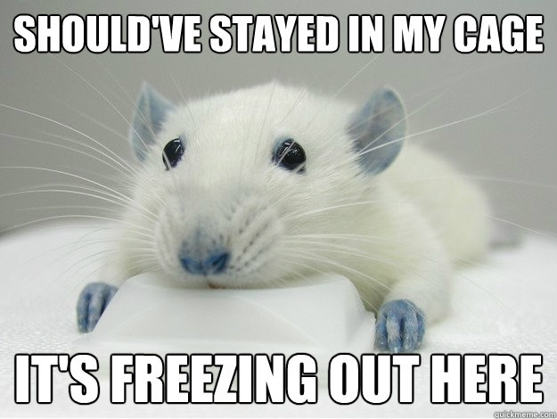 Should've stayed in my cage It's freezing out here - Should've stayed in my cage It's freezing out here  Bloo rat