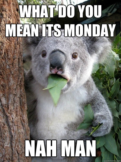 what do you mean its monday Nah man - what do you mean its monday Nah man  Stoned Koala