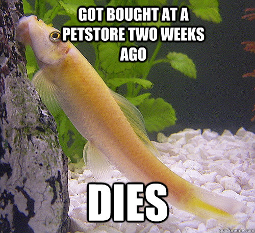 GOT bought at a petstore two weeks ago DIES  