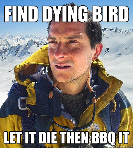 find dying bird let it die then BBQ it - find dying bird let it die then BBQ it  Bear Grylls