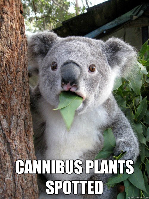  Cannibus plants spotted -  Cannibus plants spotted  koala bear