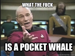 what the fuck is a pocket whale  Annoyed Picard