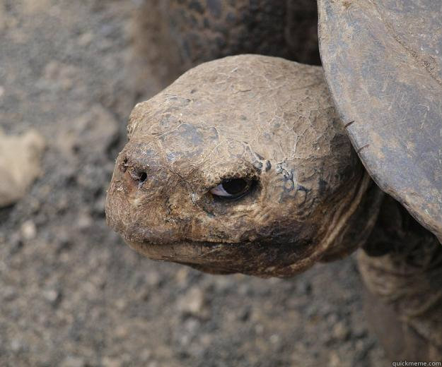    Evil Eye Turtle