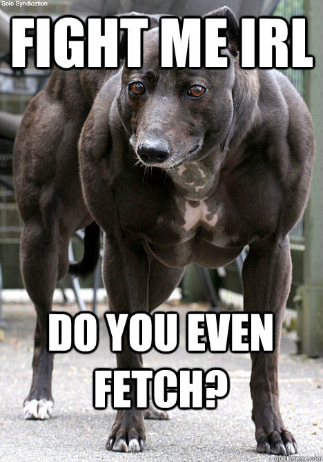 Fight me IRL Do you even fetch? - Fight me IRL Do you even fetch?  Steroid Dog