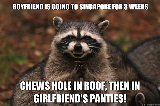 Boyfriend is going to Singapore for 3 weeks Chews hole in roof, then in girlfriend's panties!  Evil Plotting Raccoon