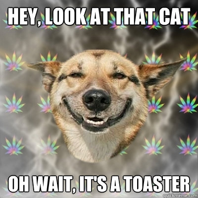 Hey, look at that cat Oh wait, it's a toaster  Stoner Dog