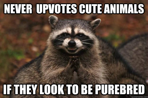 never  upvotes cute animals if they look to be purebred  Evil Plotting Raccoon