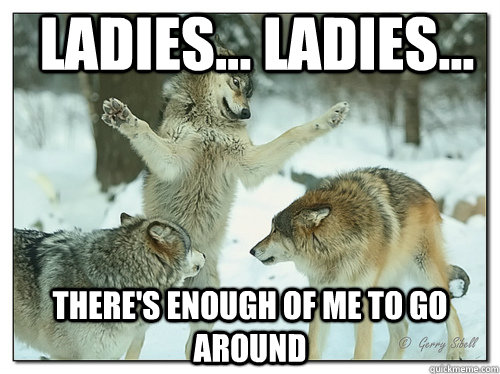 Ladies... ladies... there's enough of me to go around - Ladies... ladies... there's enough of me to go around  Reassuring Wolf