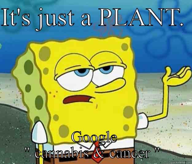 IT'S JUST A PLANT.  GOOGLE 