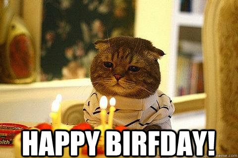 happy birfday! - happy birfday!  Birfday cat