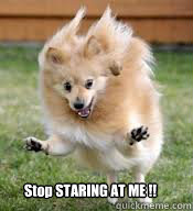 Stop STARING AT ME !!  Hyper Dog