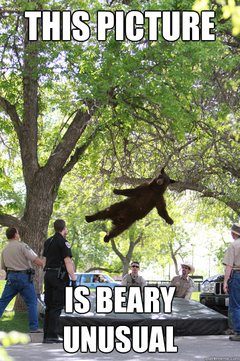 This picture is beary unusual  Boulder Bear