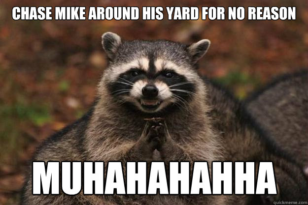 Chase Mike around his yard for no reason Muhahahahha   - Chase Mike around his yard for no reason Muhahahahha    Evil Plotting Raccoon