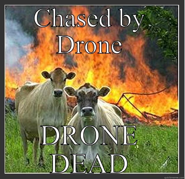 CHASED BY DRONE DRONE DEAD Evil cows