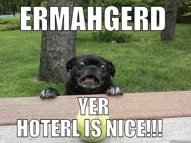 ERMAHGERD YER HOTERL IS NICE!!!   Berks Dog