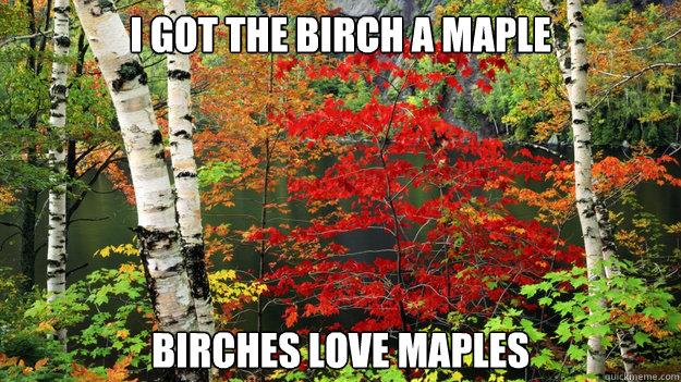 i got the birch a maple birches love maples  birches