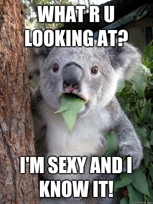 WHAT R U LOOKING AT? I'M SEXY AND I KNOW IT!  koala bear