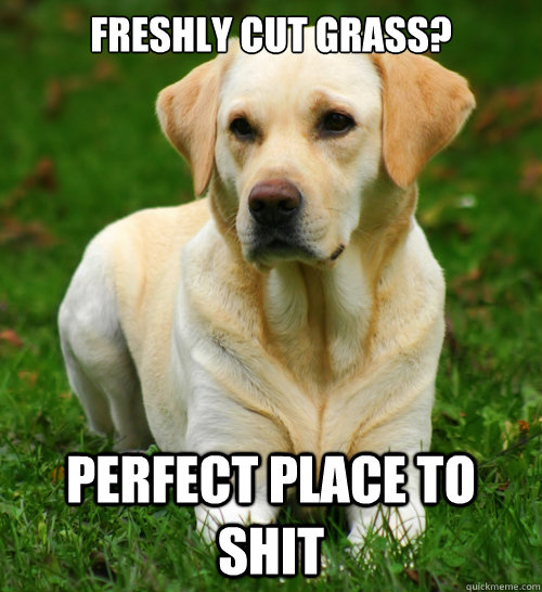 freshly cut grass? perfect place to shit  Dog Logic