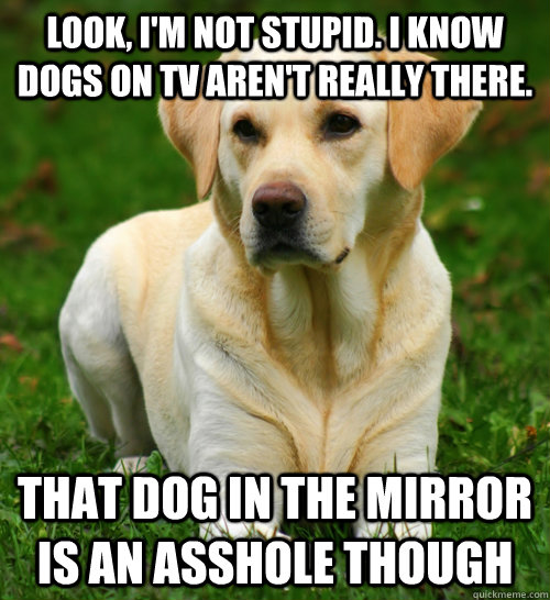 Look, I'm not stupid. I know dogs on tv aren't really there. That dog in the mirror is an asshole though  Dog Logic