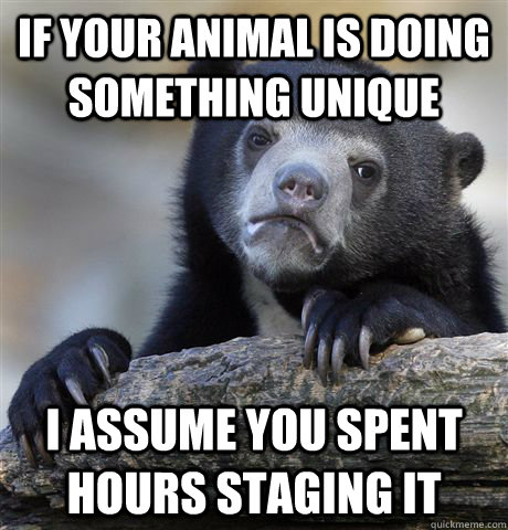 if your animal is doing something unique i assume you spent hours staging it  Confession Bear