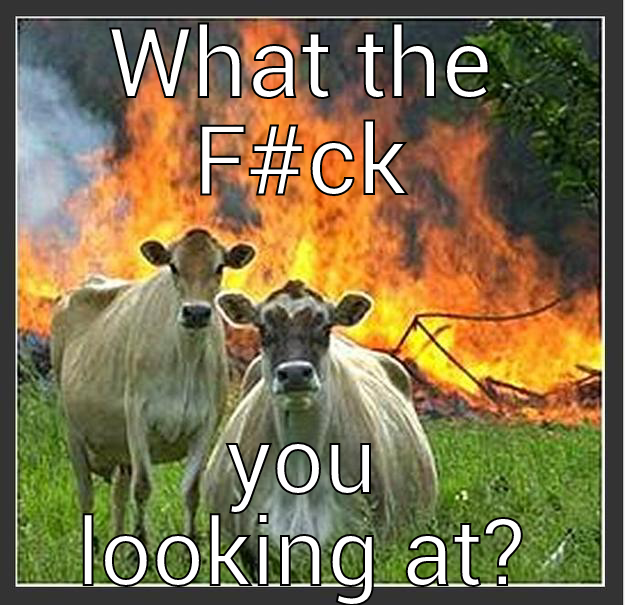 WHAT THE F#CK YOU LOOKING AT? Evil cows