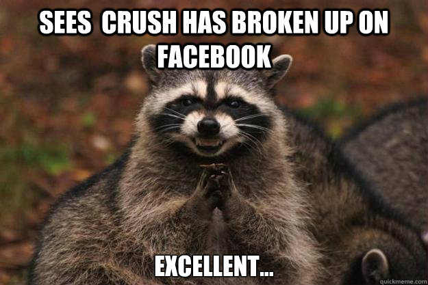 Sees  crush has broken up on Facebook excellent... - Sees  crush has broken up on Facebook excellent...  Evil Plotting Raccoon