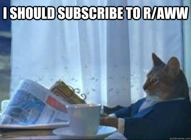 I should subscribe to r/aww   I should buy a boat cat