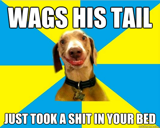 wags his tail Just took a shit in your bed  Happy dog