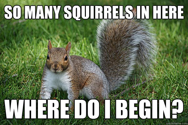 So many squirrels in here Where do I begin?  Adele