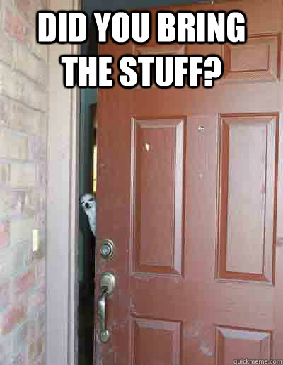 did you bring the stuff?  - did you bring the stuff?   covert chihuahua