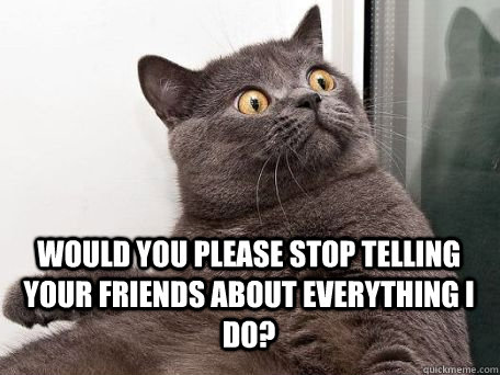  Would you please stop telling your friends about everything I do?  conspiracy cat