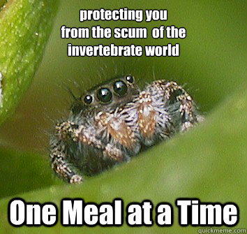 protecting you
from the scum  of the 
invertebrate world One Meal at a Time  Misunderstood Spider