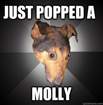 JUST POPPED A  MOLLY  Depression Dog